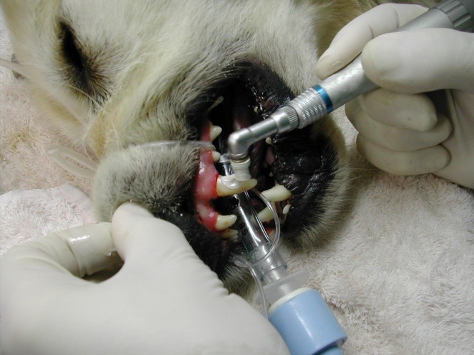 The Role of Polishing in Veterinary Dentistry